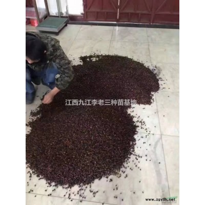 紅葉石楠小苗15-25公分