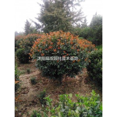 紅葉石楠球行情報價-圖片展示-產(chǎn)地直銷-規(guī)格*