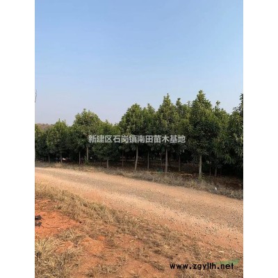 江西供應紅葉石楠樹。