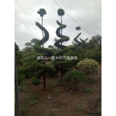 2022年*新供應(yīng)連翹/連翹產(chǎn)地/連翹報(bào)價(jià)圖片