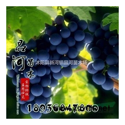 江蘇連翹二年苗，連翹修剪20公分高，連翹苗根價格