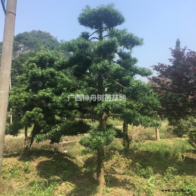 低價甩賣造型紅葉石楠 廣西造型紅葉石楠價格