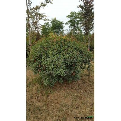 江蘇供應(yīng)2米紅葉石楠球 紅葉石楠球價(jià)格 2017紅葉石楠報(bào)價(jià)