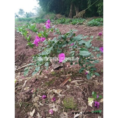 紅葉石楠