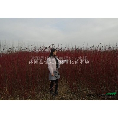 江蘇金森女貞價格/金森女貞基地