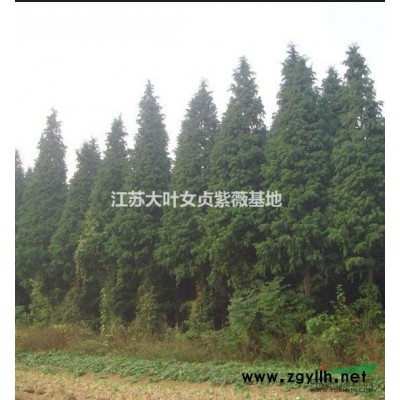 蕭山法國冬青