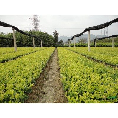 低價直銷///蕭山法國冬青扦插苗、工程苗,無病害，苗粗壯