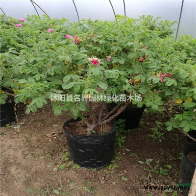 法國冬青種植的注意事項