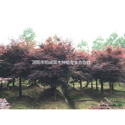 供應(yīng)紅葉石楠，8公分紅葉石楠，湖南紅葉石楠樹,紅葉石楠柱價(jià)格