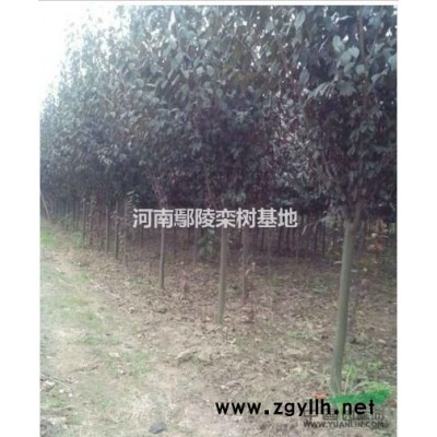 紅葉石楠價格