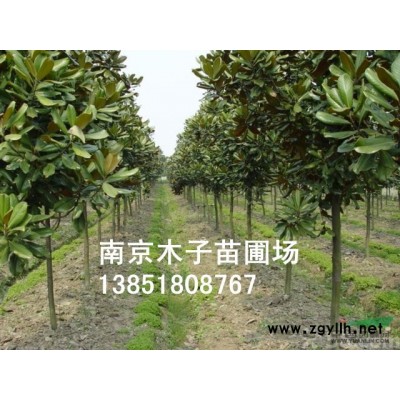江蘇紅葉石楠球*新報價/紅葉石楠球圖片
