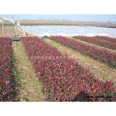 紅葉石楠球 (30-40-500)各種規格