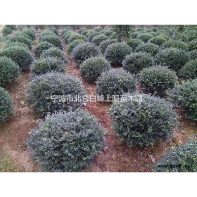 自己苗圃大量供應寧波法國冬青珊瑚