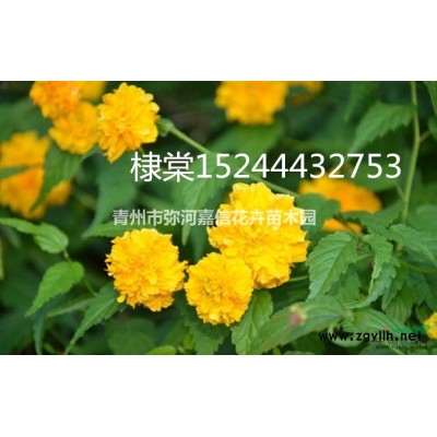 金森女貞杯苗，容器苗批發價格，山東種植基地
