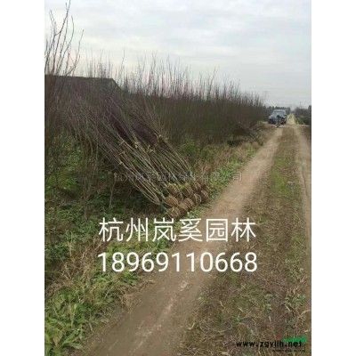 供應精品紅葉石楠小毛球