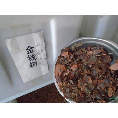 法國冬青80-1.6米高的