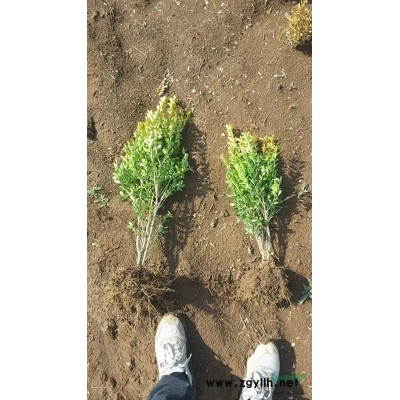衛盾球，大葉黃揚，紅葉石楠