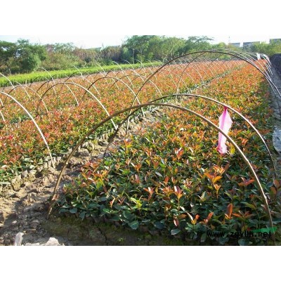 紅葉石楠杯苗