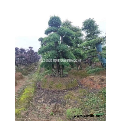 金森女貞杯苗一年生金森女貞小苗 基地金森女貞多少錢一顆