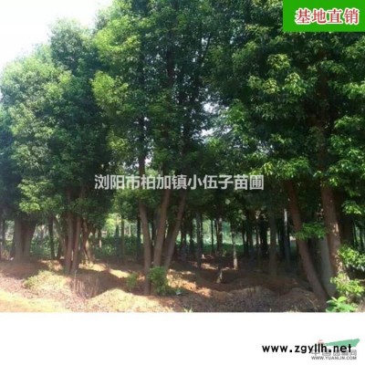 【規(guī)格*】精品紅葉石楠樹 直銷紅葉石楠苗 基地直銷綠化工程