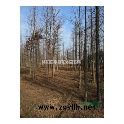 江蘇法青價格法青基地優(yōu)質(zhì)法國冬青價格