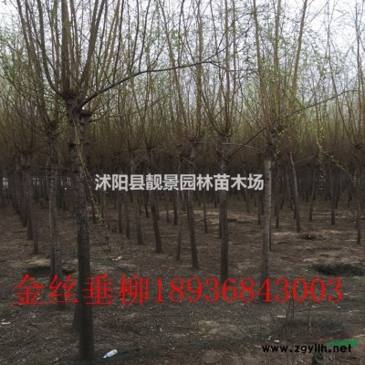 法國冬青/珊瑚樹一株多少錢