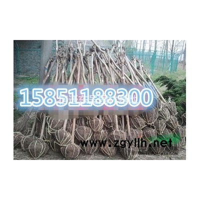 1米5冠幅紅葉石楠球價(jià)格，150冠幅紅葉石楠球報(bào)價(jià)