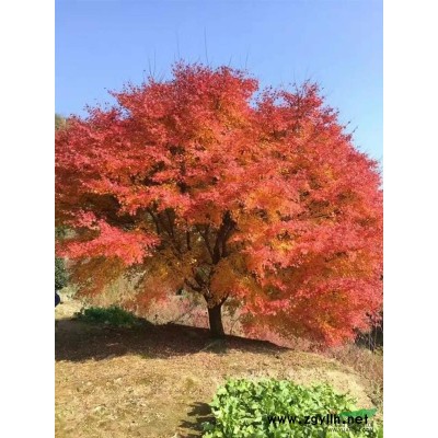 出售各種杯苗，金森女貞紅葉石楠杜鵑紅花繼木等色塊 ，毛球
