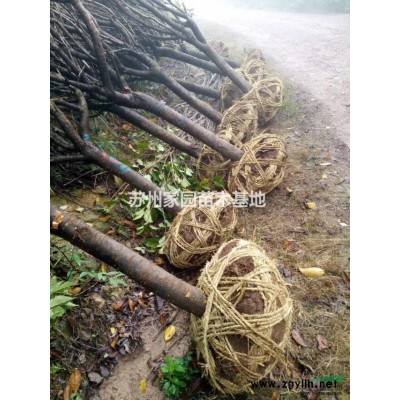 紅葉石楠樹，矮分枝紅葉石楠樹，精品苗