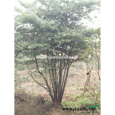 紅葉石楠綠化小苗,紅葉石楠,紅葉石楠色塊小苗,紅葉石楠扦插苗