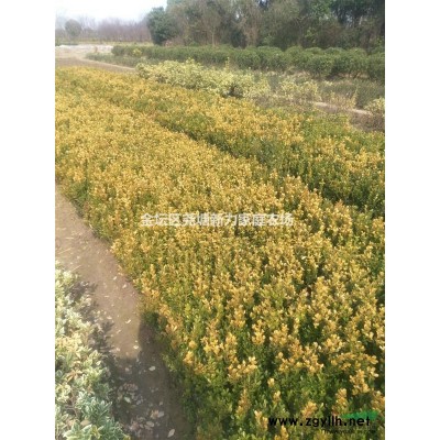 江蘇常州地區(qū)苗圃供應(yīng)：【金森女貞球】