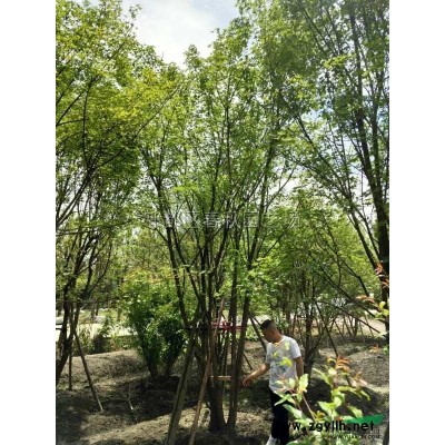 成都周邊供應法國冬青小苗，青珊瑚杯苗/優質法國冬青精品大杯苗