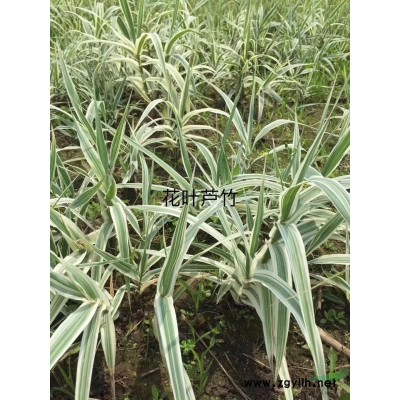 蕭山供應大量法國冬青 質量如圖