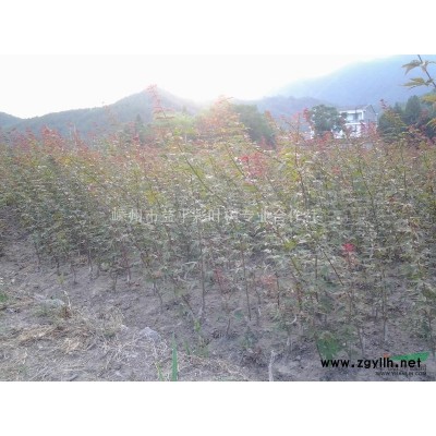 紅葉石楠 紅葉石楠價格 嵊州紅葉石楠