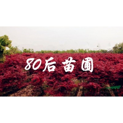 2015年*新紅葉石楠價格走勢分析