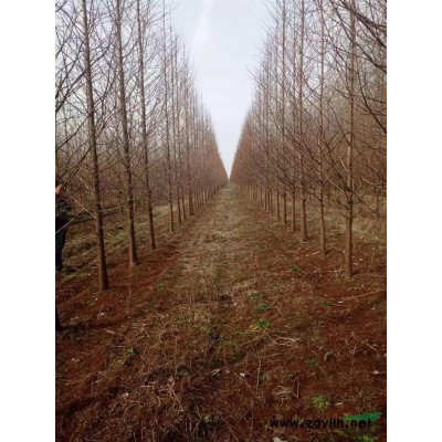 江蘇地區(qū)供應(yīng)1米紅葉石楠球