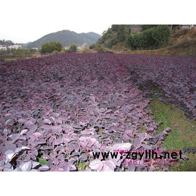 批發(fā)湖南冬青湖南冬青價(jià)格/湖南法國(guó)冬青/湖南龜甲冬青/刺冬青
