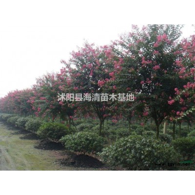 法國冬青報價50-80-100公分法國冬青多少錢一棵