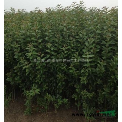 供應紅帽子月季/瓜子黃楊/金葉女貞/法國冬青/亮綠忍冬