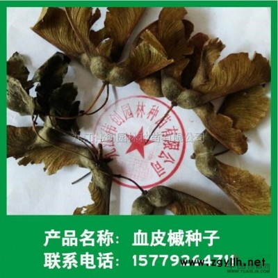批發(fā)杜鵑小苗批發(fā)紅繼木金森女貞小苗