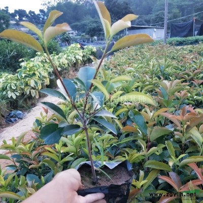 紅葉石楠