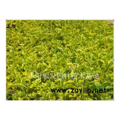 金森女貞行情報價-圖片展示-產(chǎn)地直銷-規(guī)格*