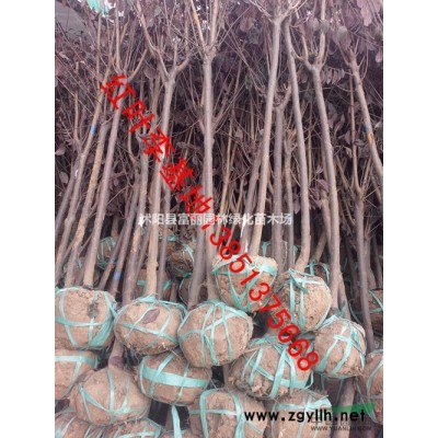 低價(jià)專賣；金葉女貞 紅葉小檗  衛(wèi)矛 紅葉石楠 紅天竹子