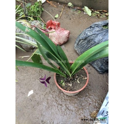 蕭山色塊苗種植基地紅葉石楠（金邊，金森，瓜子，海桐，紅葉石楠，大葉）