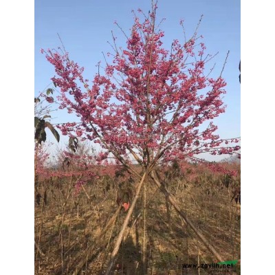 江蘇紅葉石楠球2介紹，南京紅葉石楠