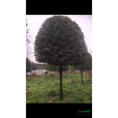 高桿紅葉石楠10--12cm