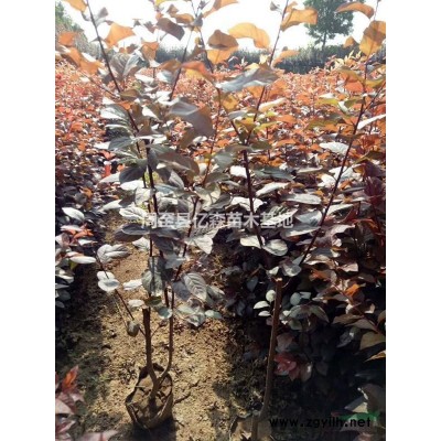 陜西金森女貞基地價格 周至金森女貞大杯苗批發 營養缽金森女貞 陜西周至金森女貞價錢