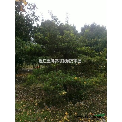 供應金森女貞球冠