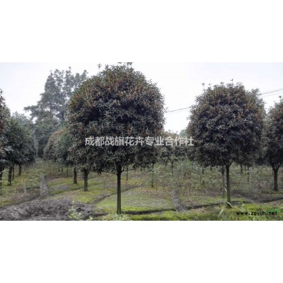 女貞綠化杯苗價格  金禾女貞16杯苗  金葉女貞 金森女貞區