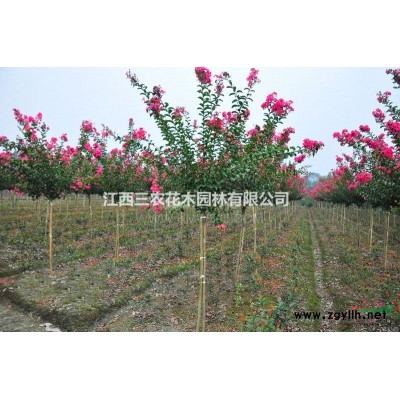 歐羅紅楓苗木 比紅葉石楠苗木、紅葉檵木苗木、香樟樹苗更有價值